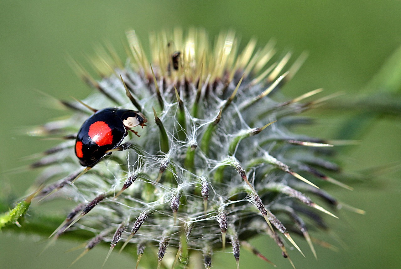 DIY Natural Pest Control Techniques